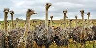 Ostrich Farm