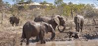 Elephants at the water hole