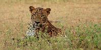 Spot Leopards in Yala National Park