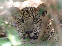 Leopard Yala National Park