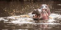 Hippo Pool