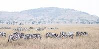 Zebras in Plains