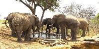 Elephants at the waterhole