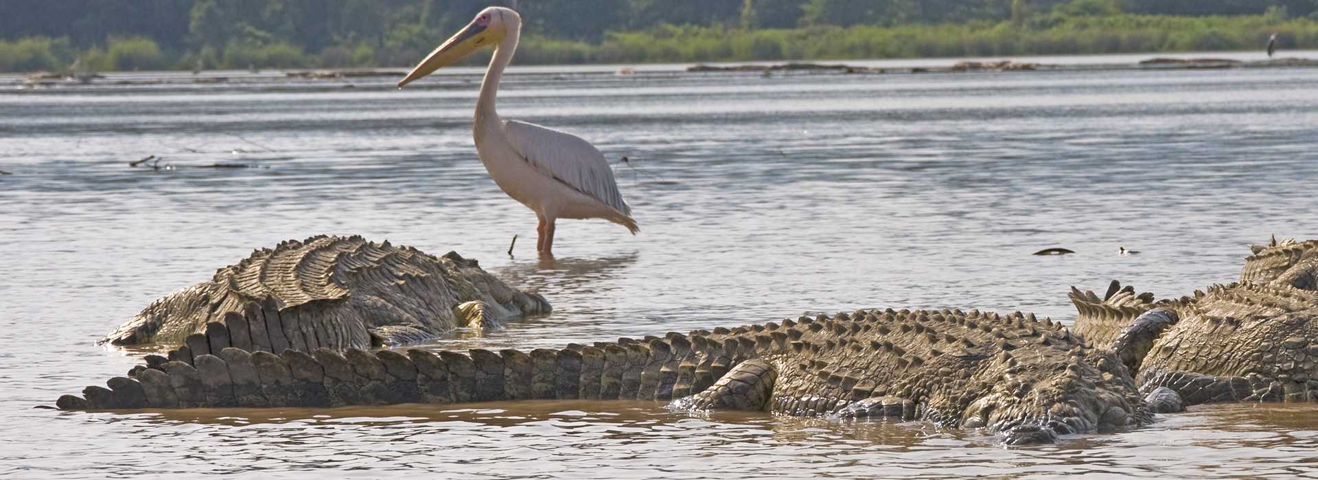 Crocodiles and pelican, Ethiopia