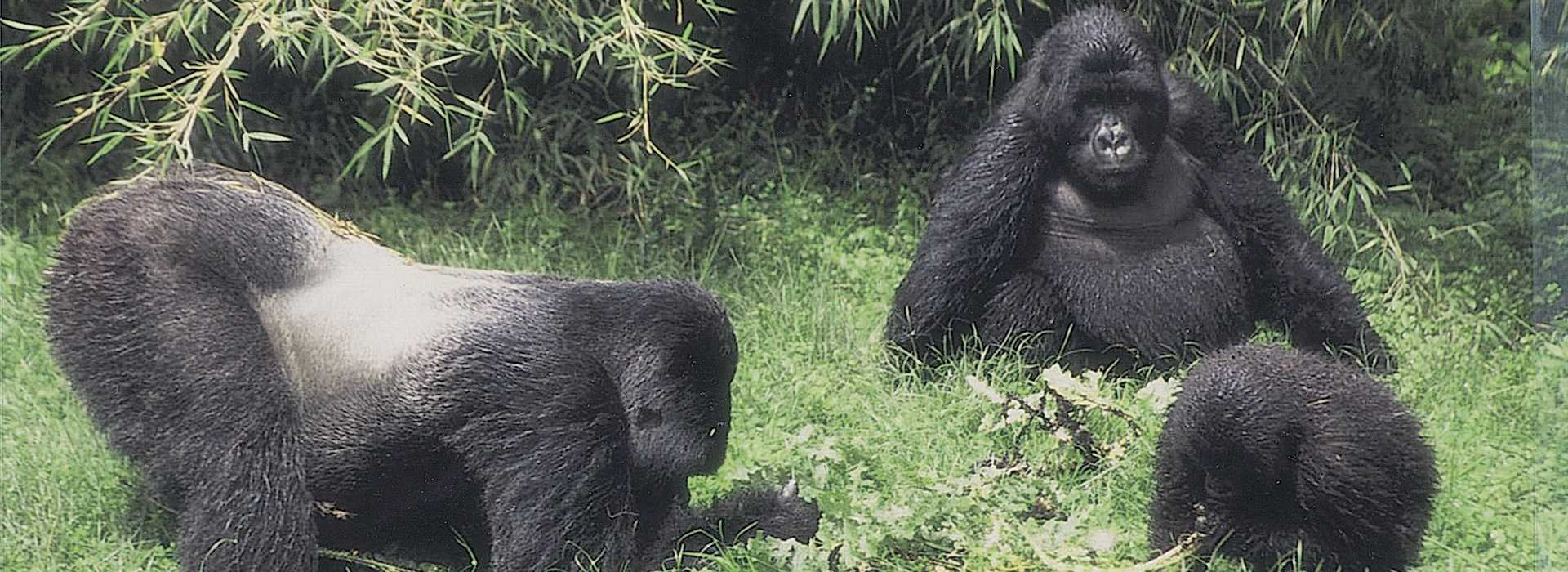 A silverback and two other gorillas