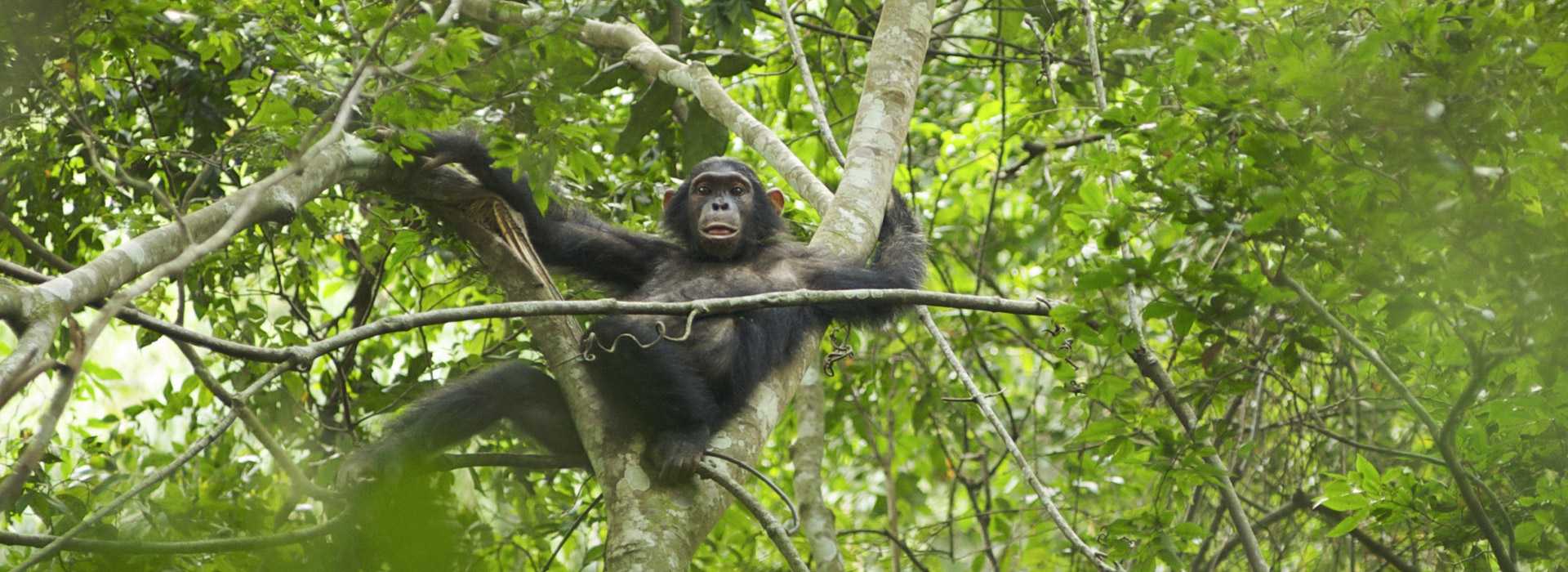 Chimpanzee swinging in the trees