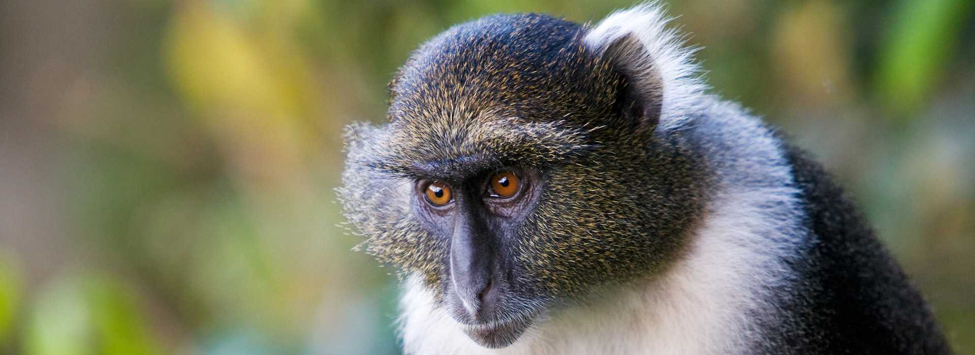 Sykes monkey at Mount Kenya