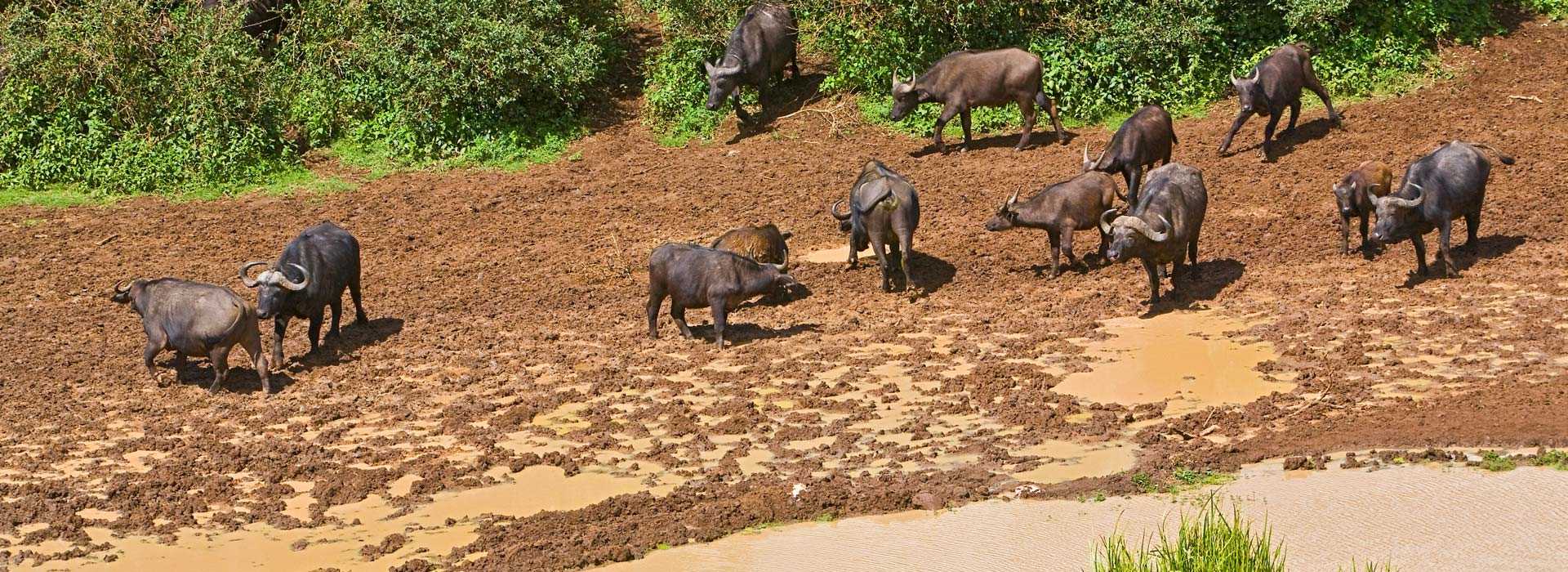 Wildebeest at waterhole in Kenya Highlands