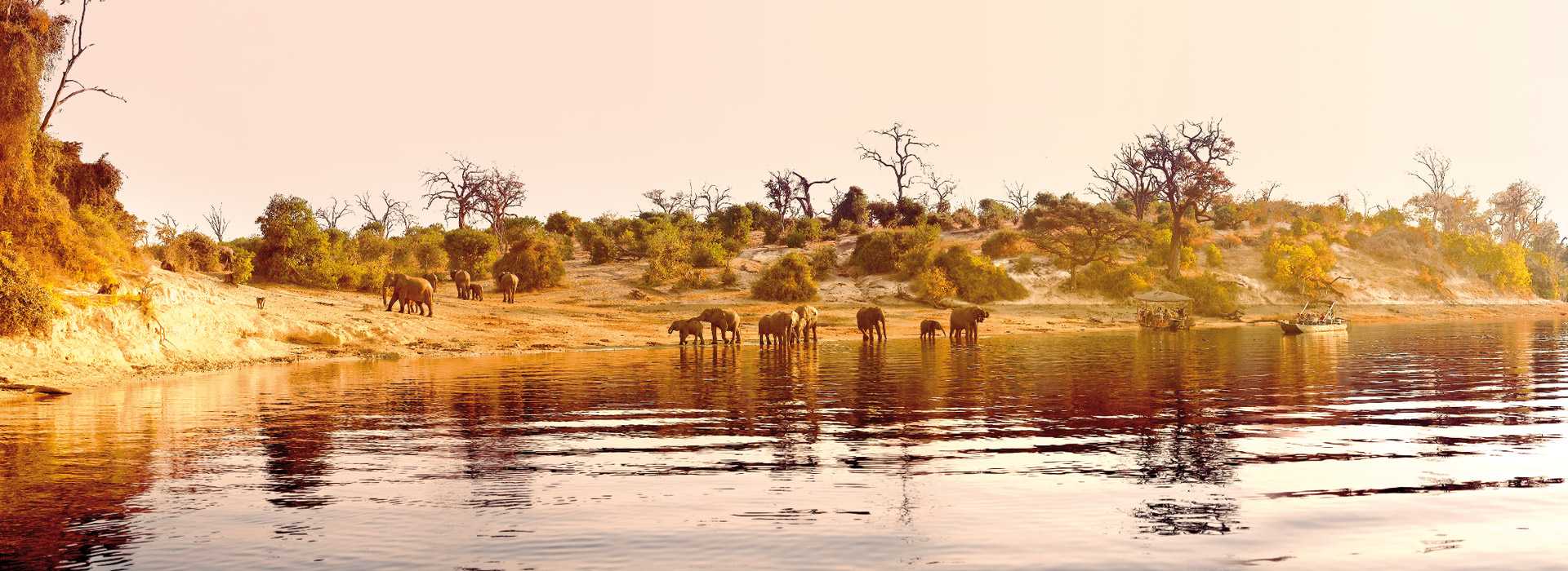 Elephants by the Chobe River at sunset