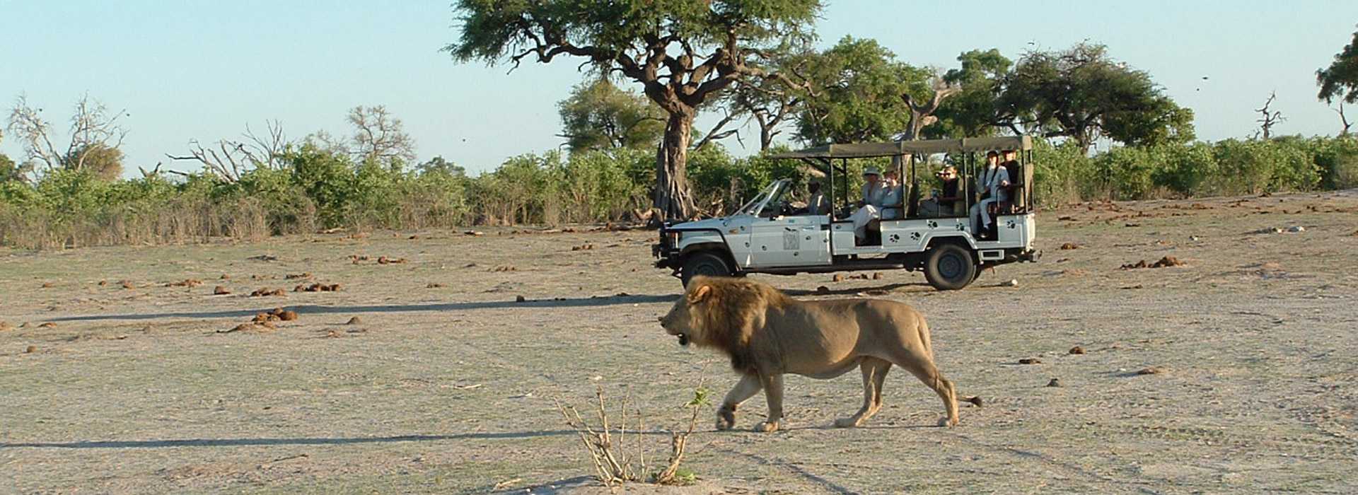 Lion alongside safari vehicle in Chobe, Botswana