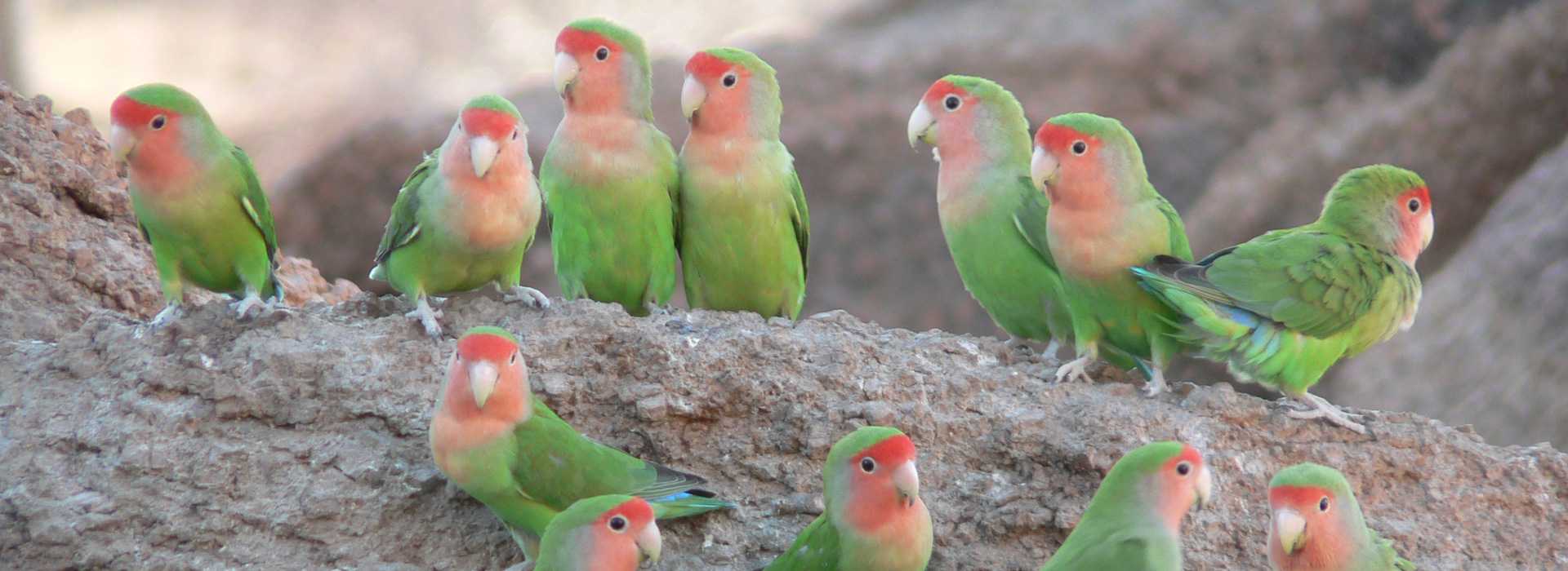 Lots of rosy-faced lovebirds, Namibia