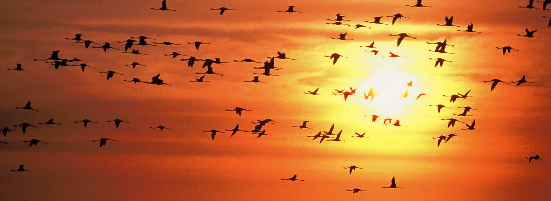 Flock of flying flamingos at sunset