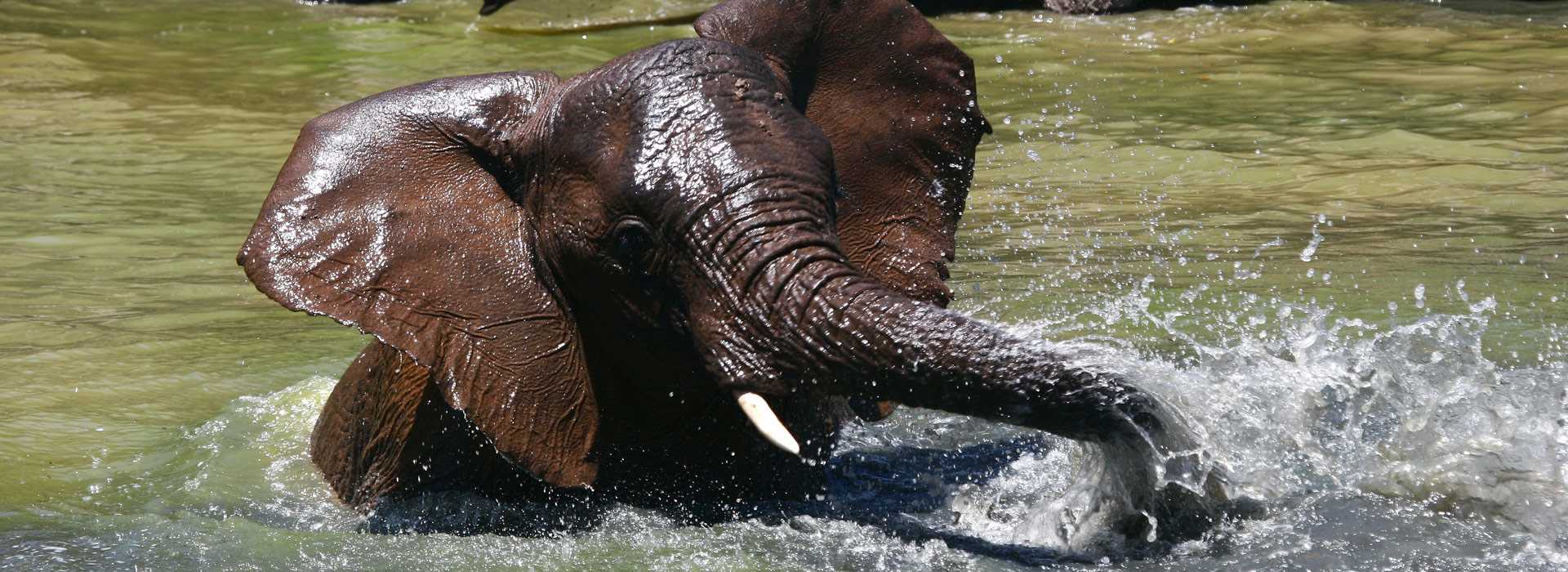 Baby elephant splashing in the water