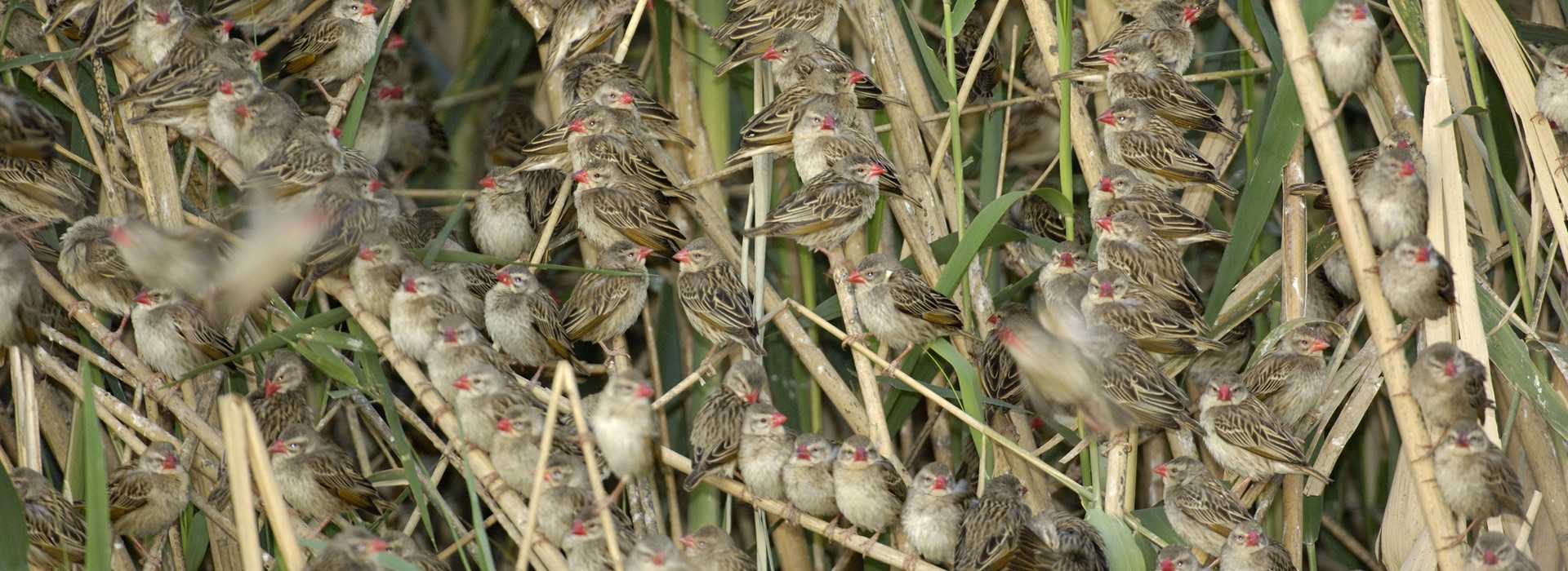 Masses of red-billed quelea birds on tree