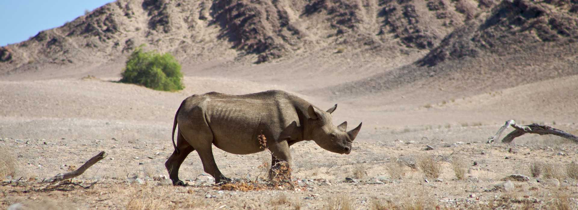 Lone rhino walking across Etosha National Park