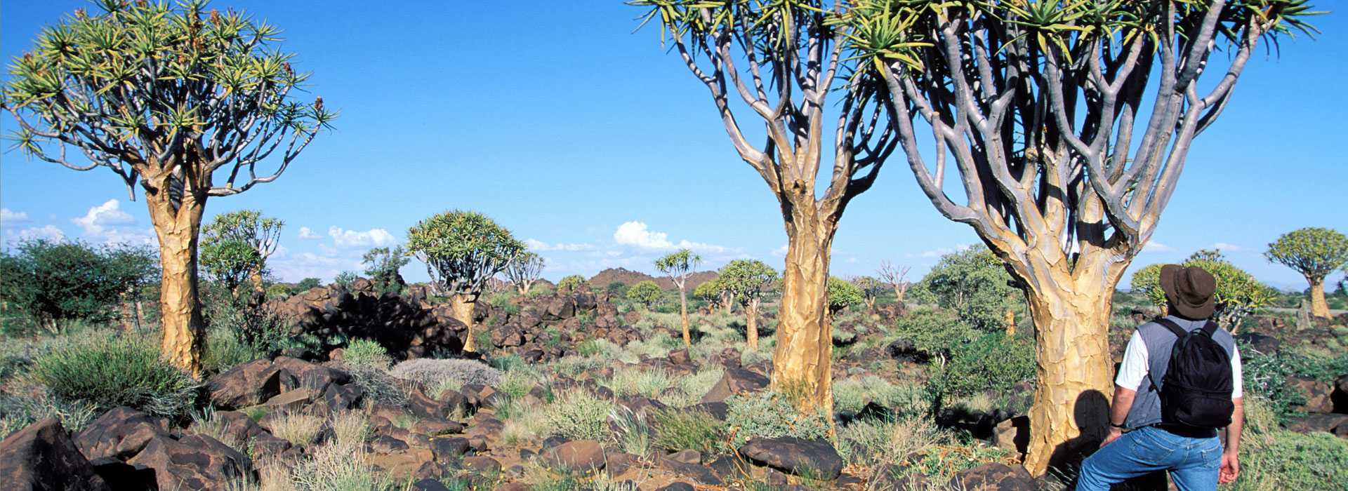 Man in front of quiver tree at Fish River Canyon