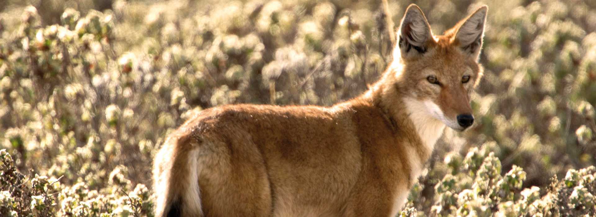 Ethiopian wolf