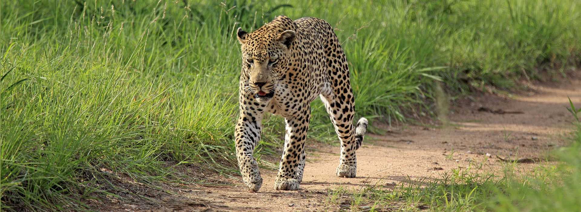 Leopard in Kruger National Park