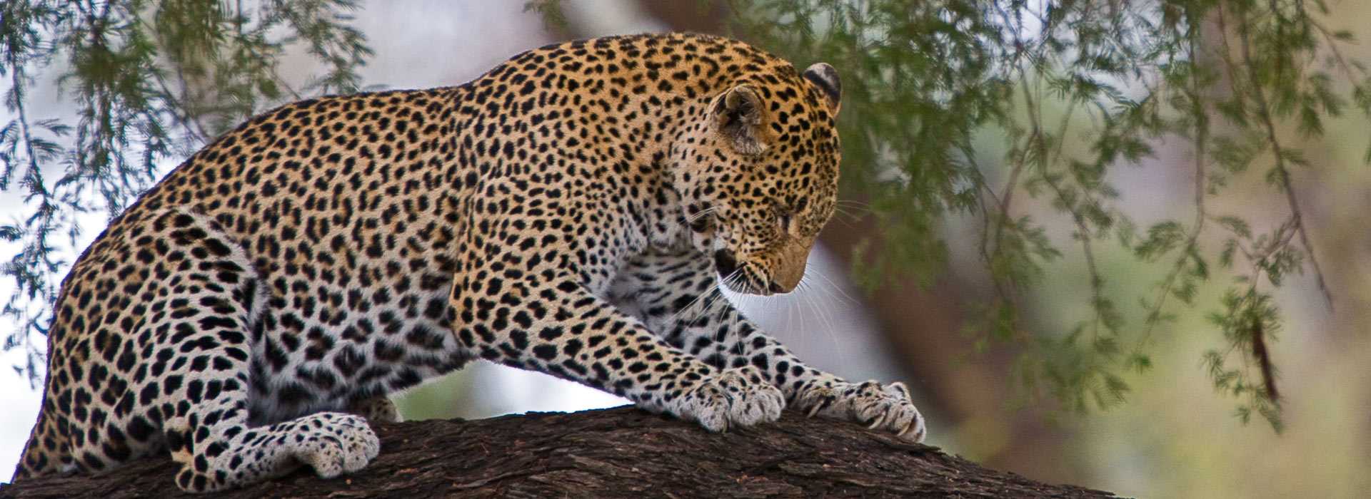 Leopard in a tree Laikipia, Kenya