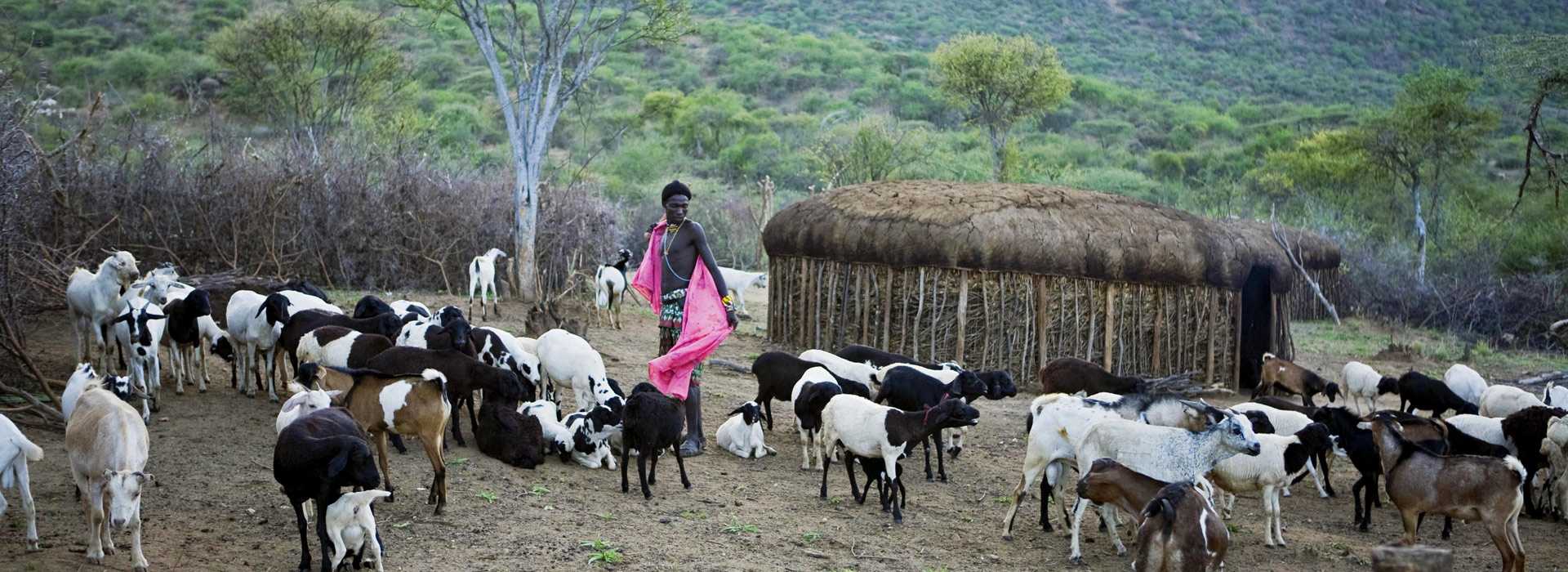 Warrior herding goats in Laikipia, Kenya