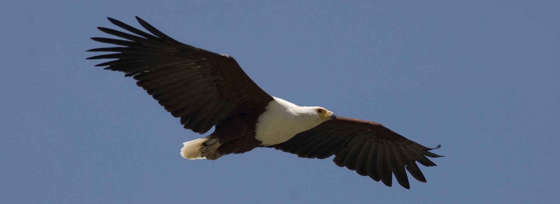 African fish eagle flying over Lake Langano