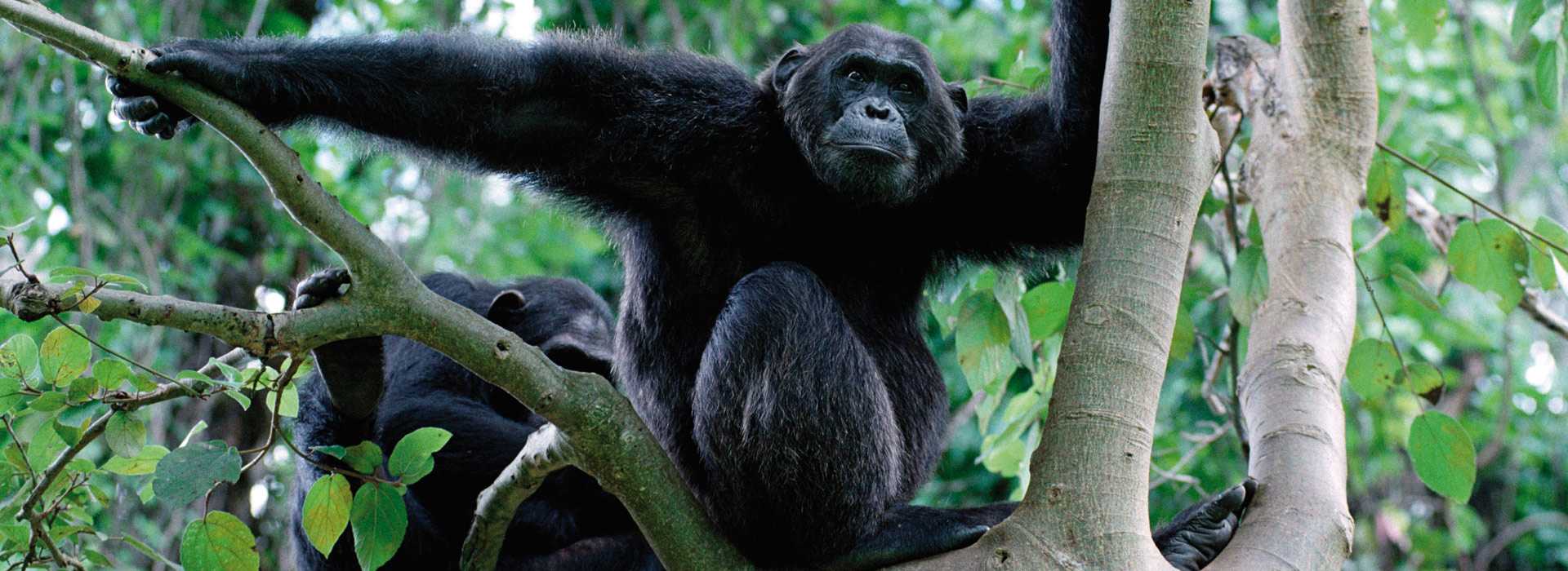 Chimpanzees in Mahale, Tanzania