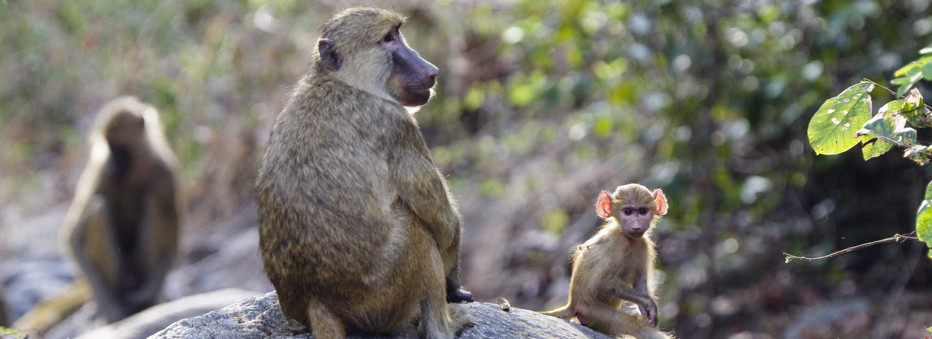 Yellow baboon with babies in Mahale