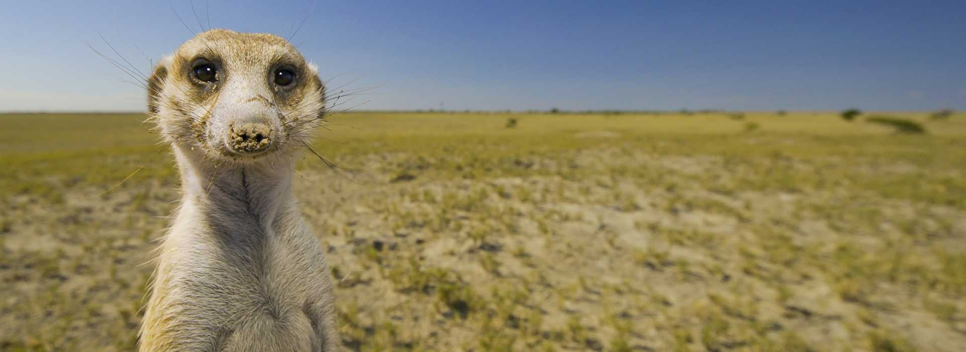 Meerkat in Makgadikgadi National Park, Botswana