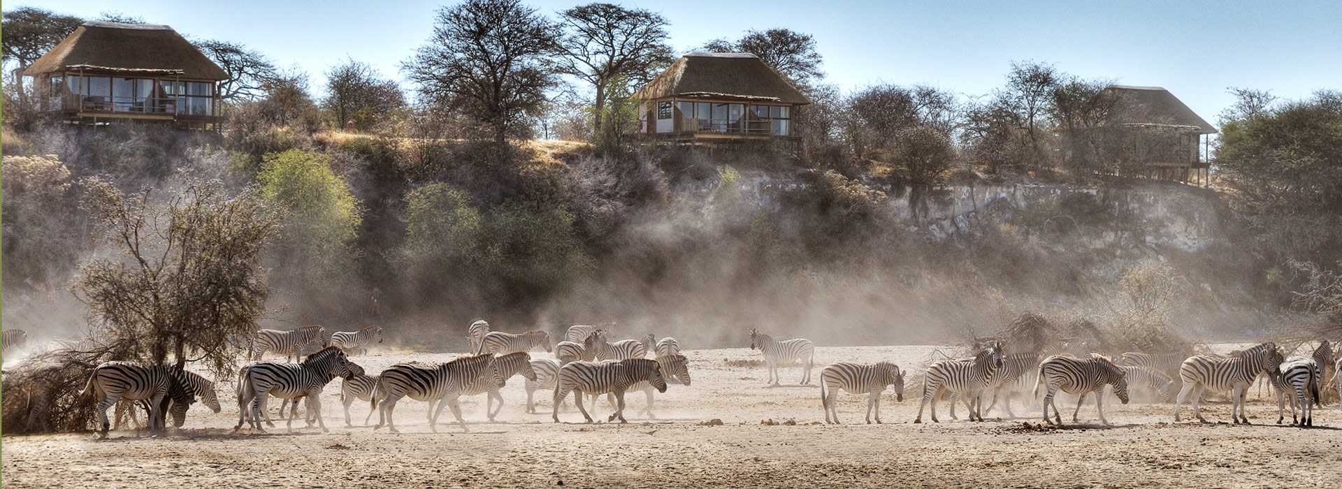 Zebras on the dry, dusty pans