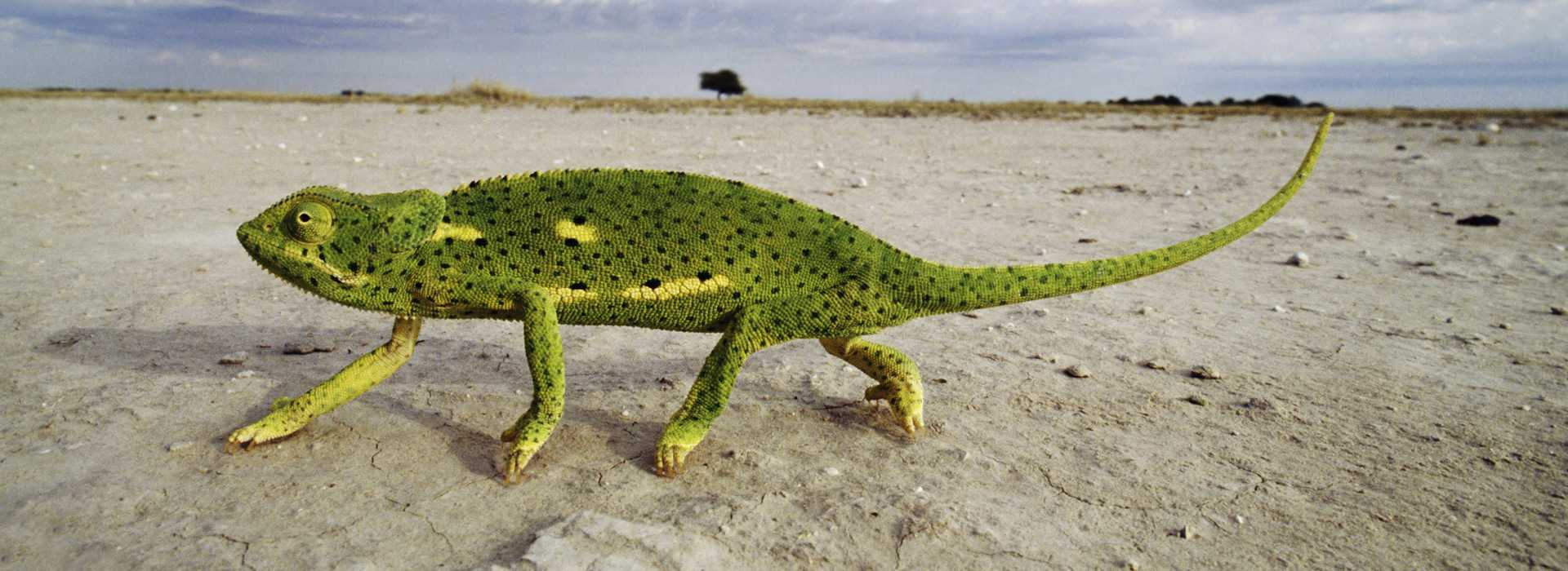 Flap-necked chameleon crossing the salt pans