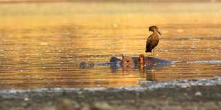 mana pools national park