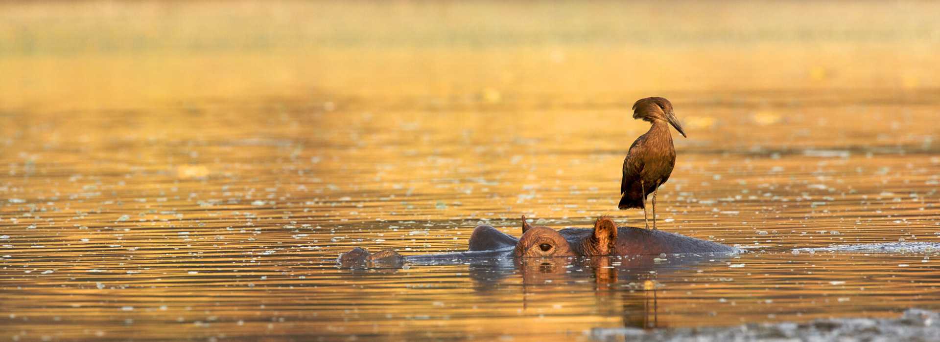 Hamerkop standing on hippo