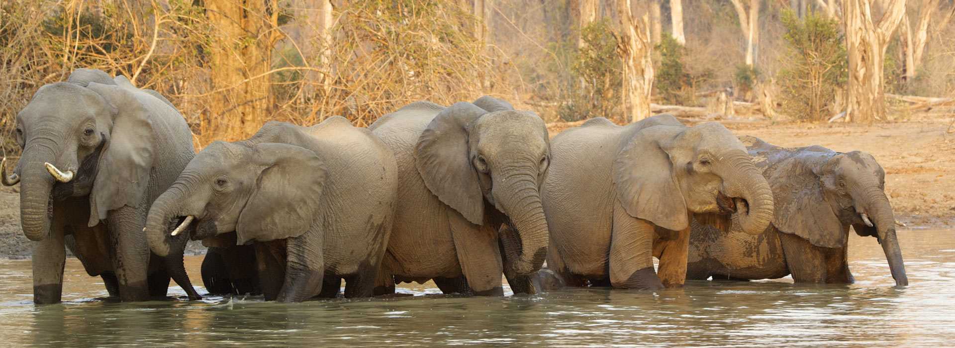 Elephants cooling in the pool