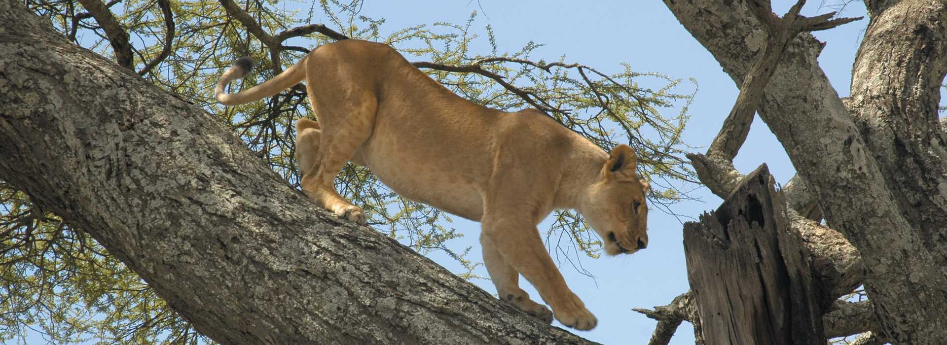 Tree-climbing lion in Manyara, Tanzania