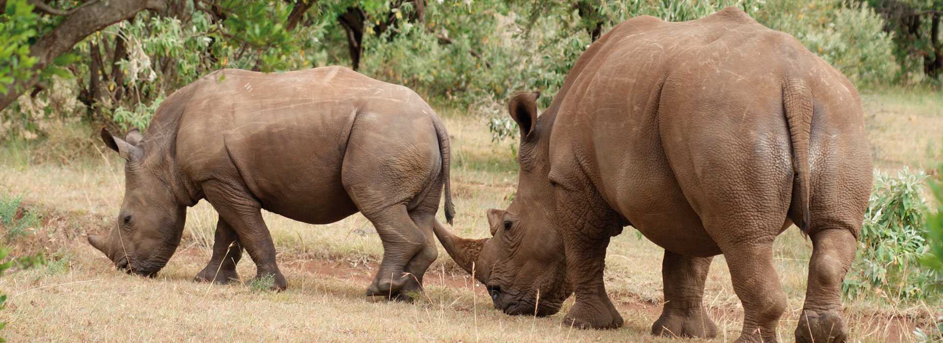 Rhinos in the Ngorongoro Crater