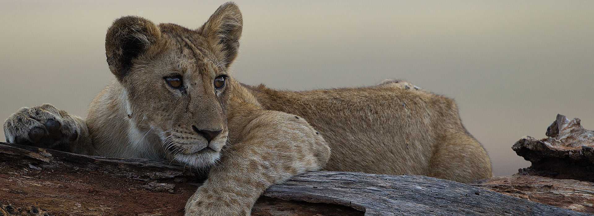 Lion relaxing in a tree