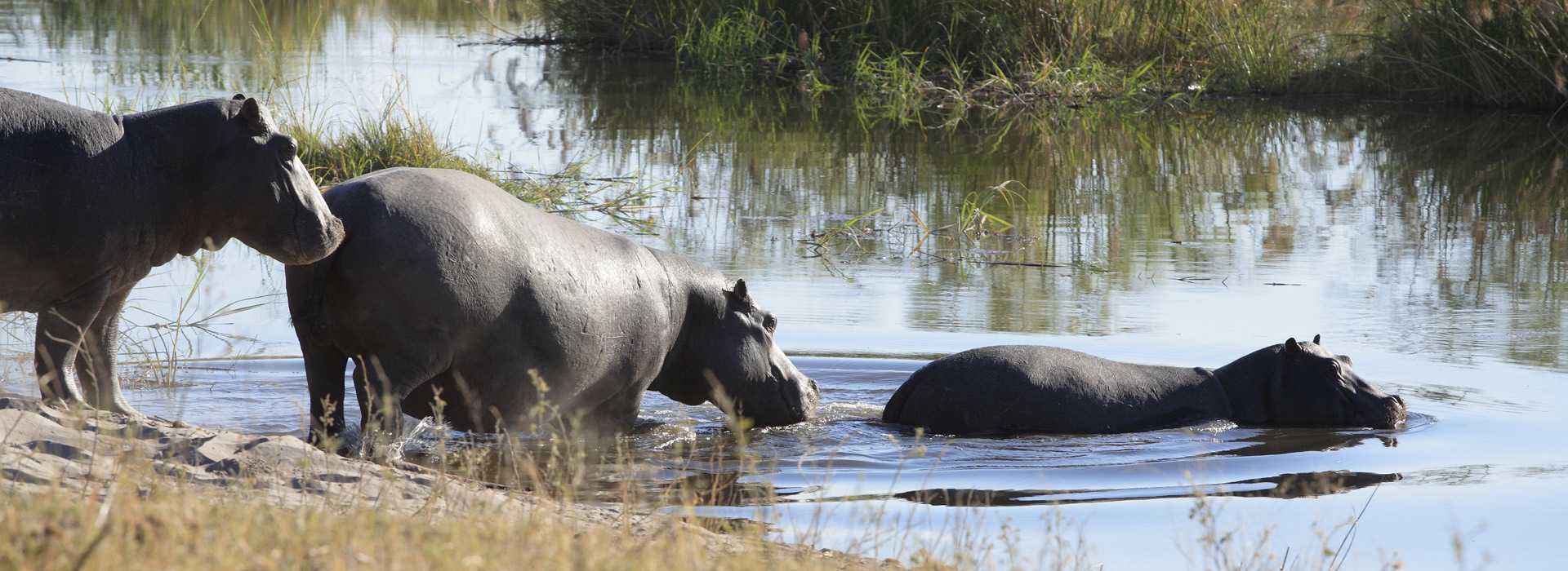 Hippos in the water, Botswana