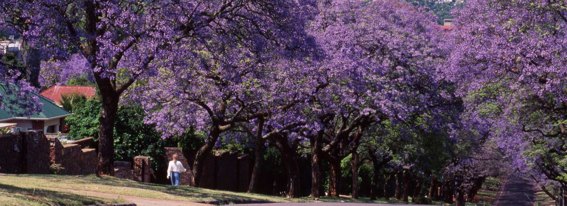 Jacaranda lined street