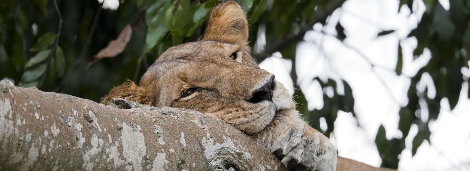 Lionness in tree