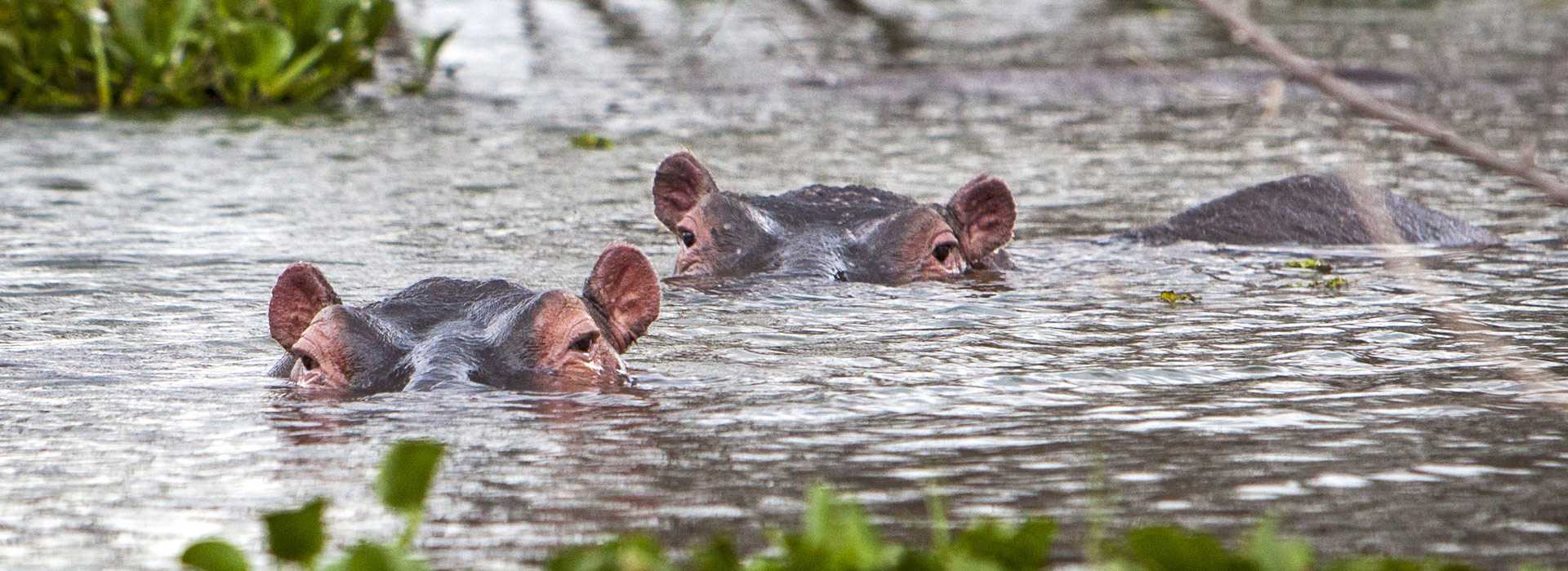 Hippos in the lake, Kenya