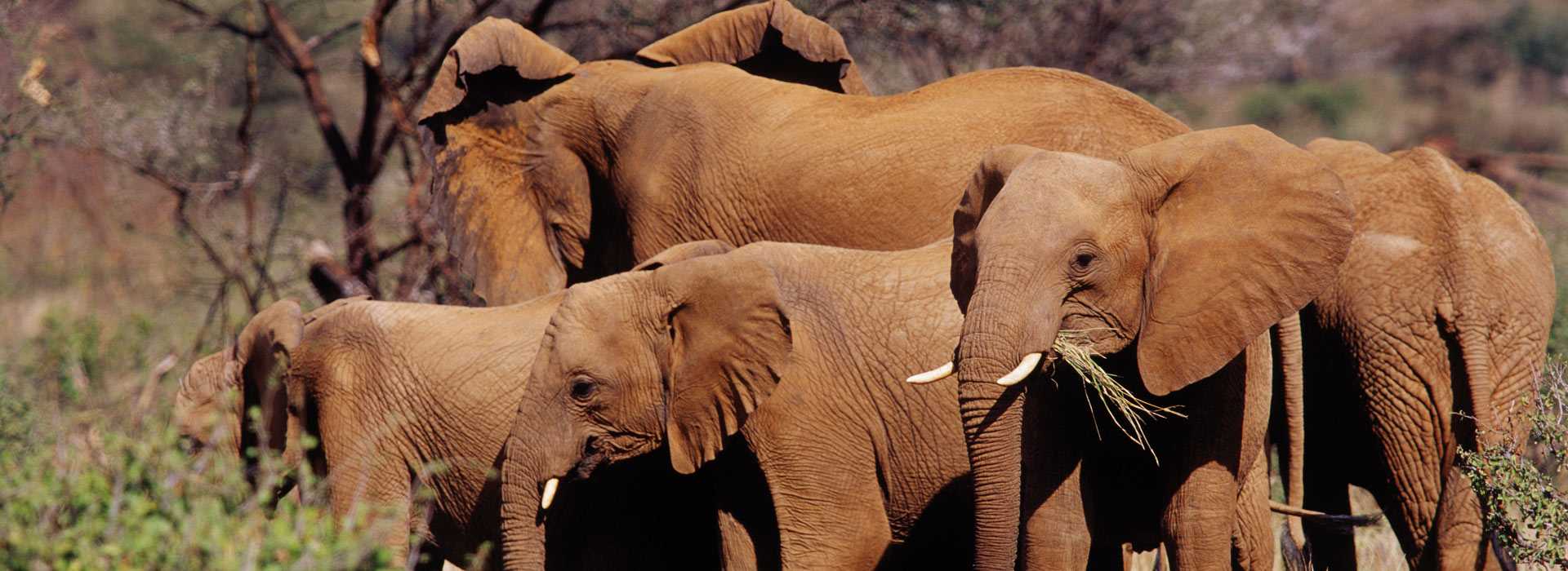 Elephants in Ruaha, Tanzania