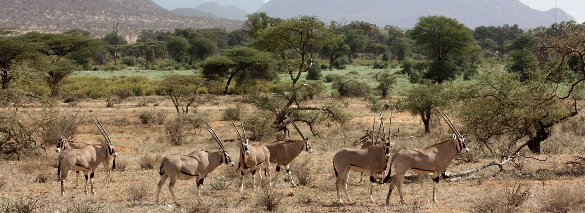 Gemsbok in Samburu, Kenya