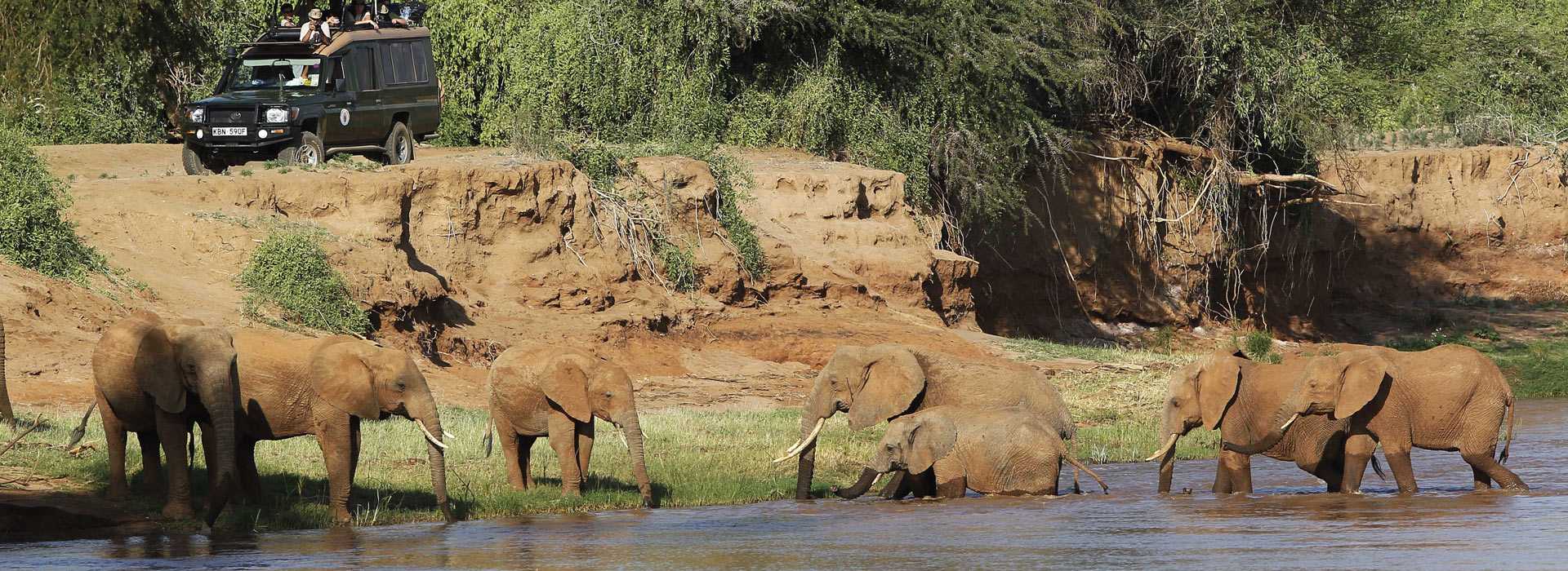 Elephants bathing in Samburu, Kenya