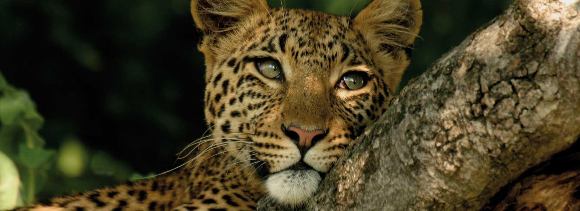 Leopard resting in tree in Selous