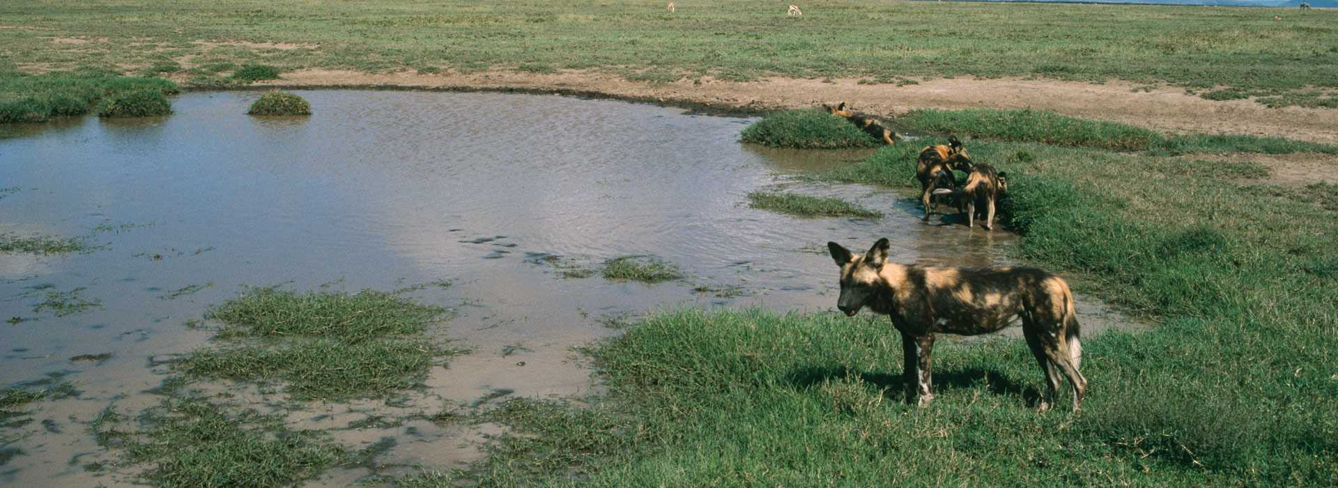 Wild dogs in water in Selous, Tanzania