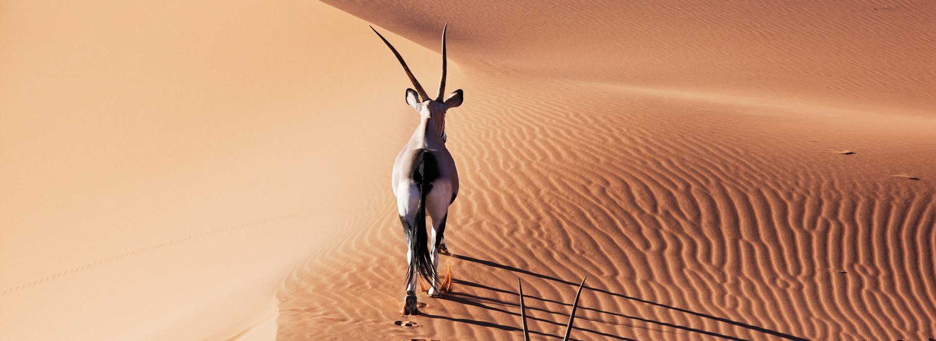 Gemsbok on a sand dune