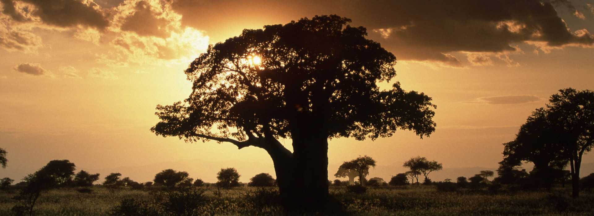 Beautiful trees at sunset