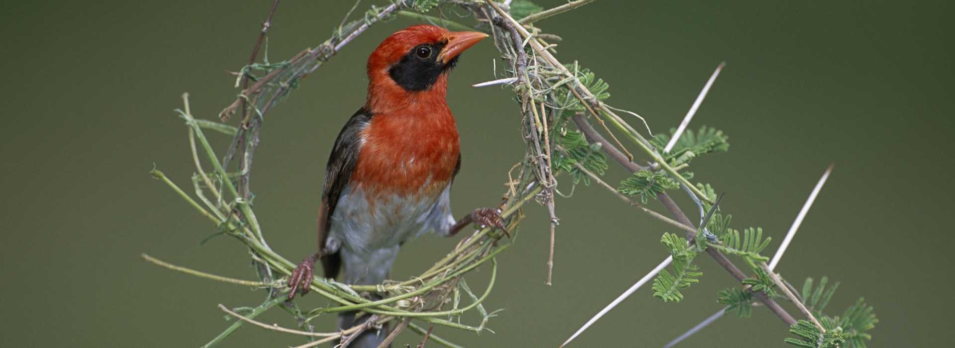 Weaver bird building nest in thorn tree
