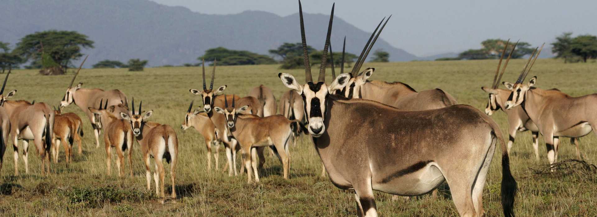 Gemsbok antelopes in Tarangire