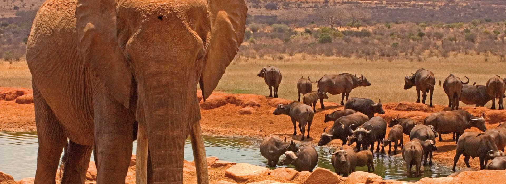 Elephants covered in red dust in Tsavo, Kenya